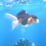 Thai Oranda Tri-Color 2.5” Female(FEB-670)R3B03