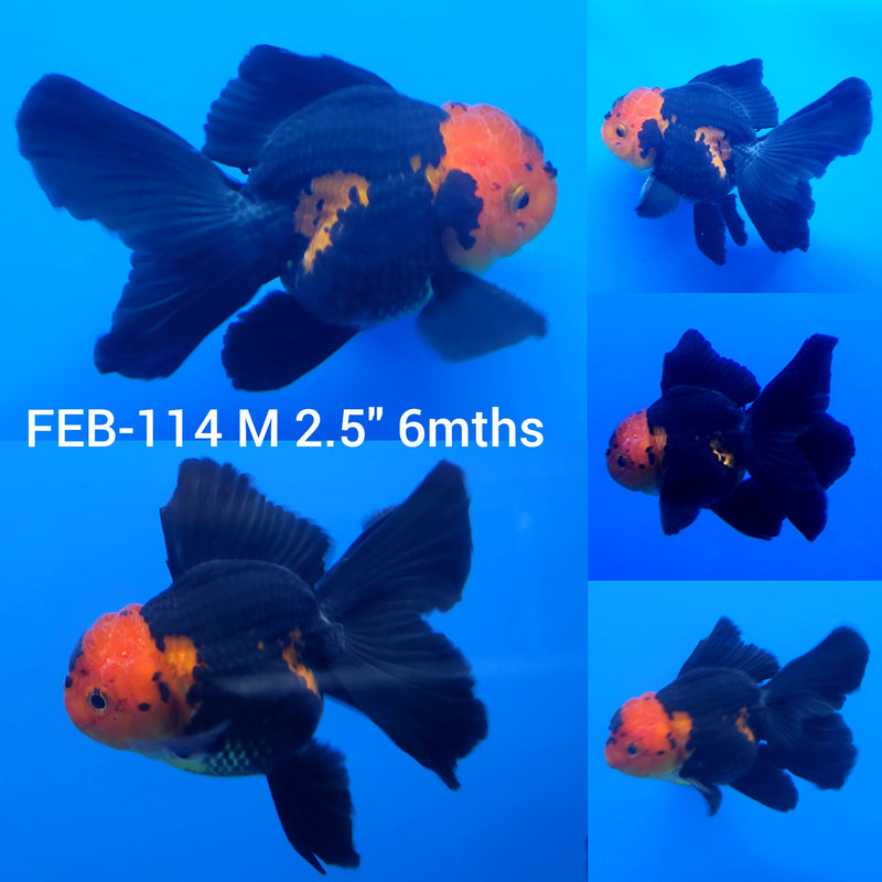 Thai Apache Oranda 2.5” Body Male (FEB-114)R3B14