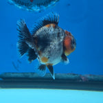 Thai Oranda Red Cap Blue Kirin Shogun Farm 2.5" Body Female 6mths(FEB-584)R3B02