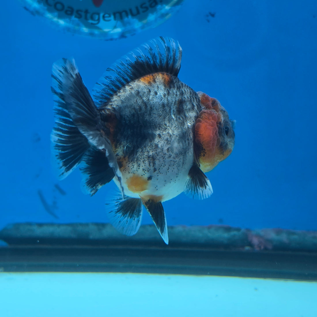 Thai Oranda Red Cap Blue Kirin Shogun Farm 2.5" Body Female 6mths(FEB-584)R3B02