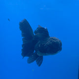 Thai Oranda Super Black 3.5" Body Female (FEB-773)R2B07