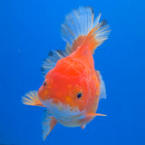 Thai Oranda Red Apache  3.80" Body Female (FEB-803)R1B04