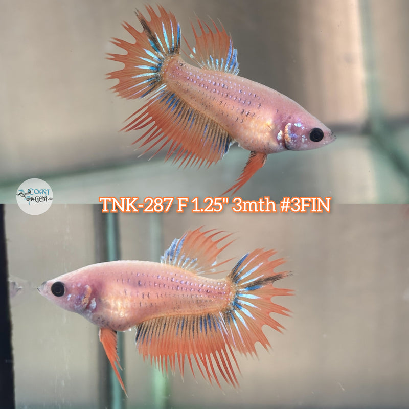 Live Female Betta Orange Grizzle Crowntail (TNK-287)  High quality what you see what you get!!