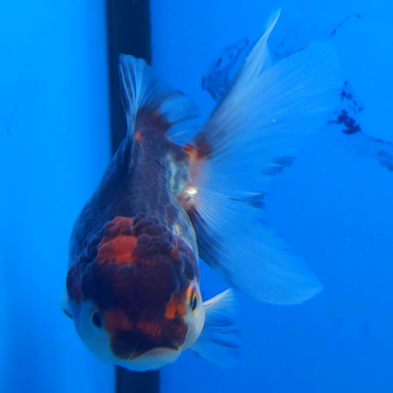 Thai Oranda Silver Panda 2.5” Female (FEB-364)R3B20