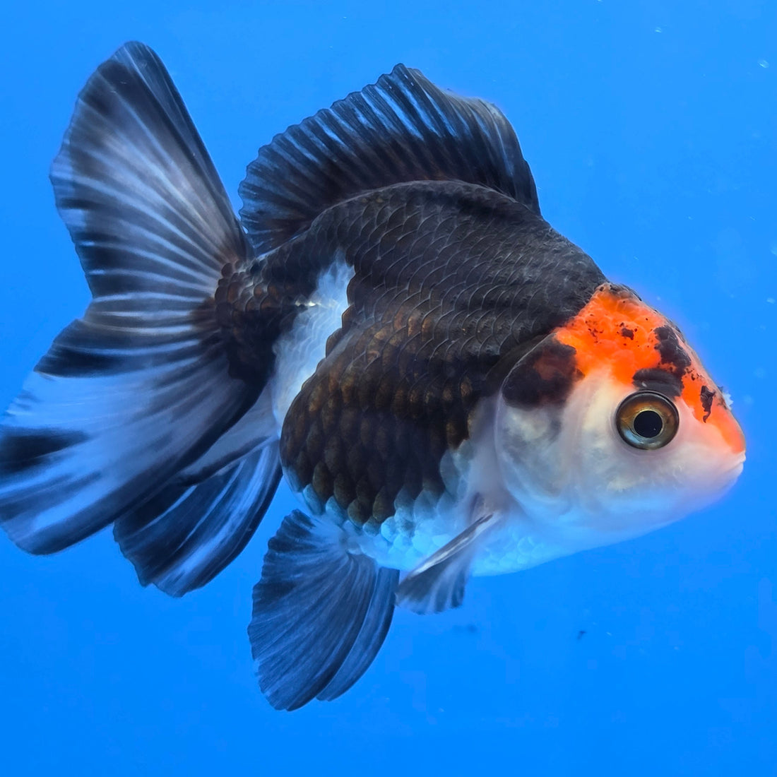 Thai Oranda Tri-Color style 2.75" Body Female (FEB-742)R2B01