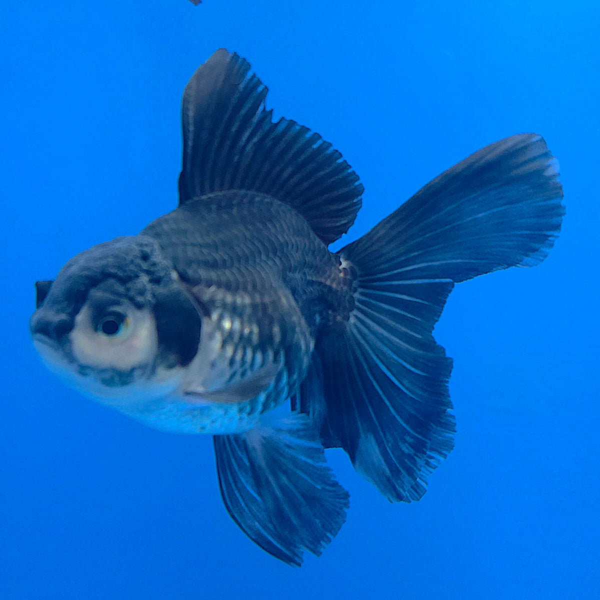 Thai Oranda Panda 3.00 inch Body Female(FEB-840)R2B04