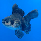 Thai Oranda Panda 3.00 inch Body Female(FEB-840)R2B04