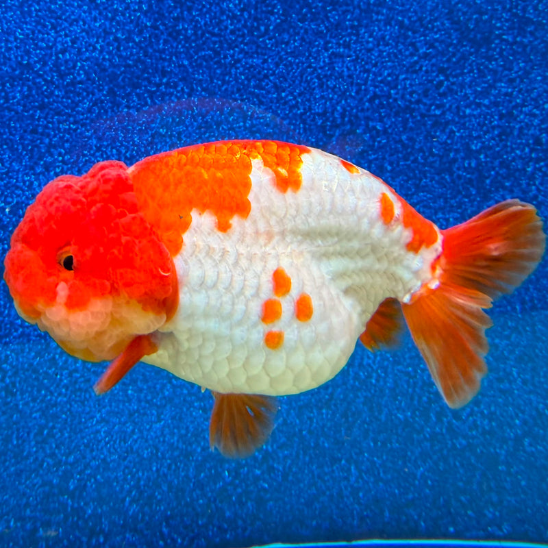 Thai Ranchu Red & White 4in Female (FEB-463)BLUETUBA