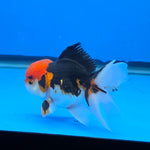 Thai Oranda Red Cap Tri Color Color 3.5 in Body Male (FEB-537)R3A03