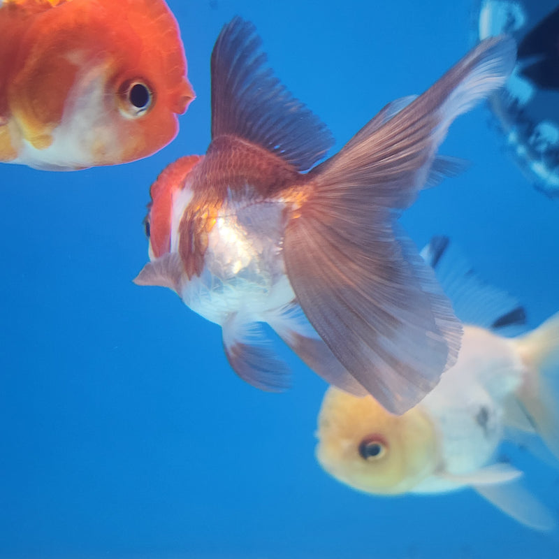 Thai Oranda Panda Red Cap 2” Body Female (FEB-174)R3A08