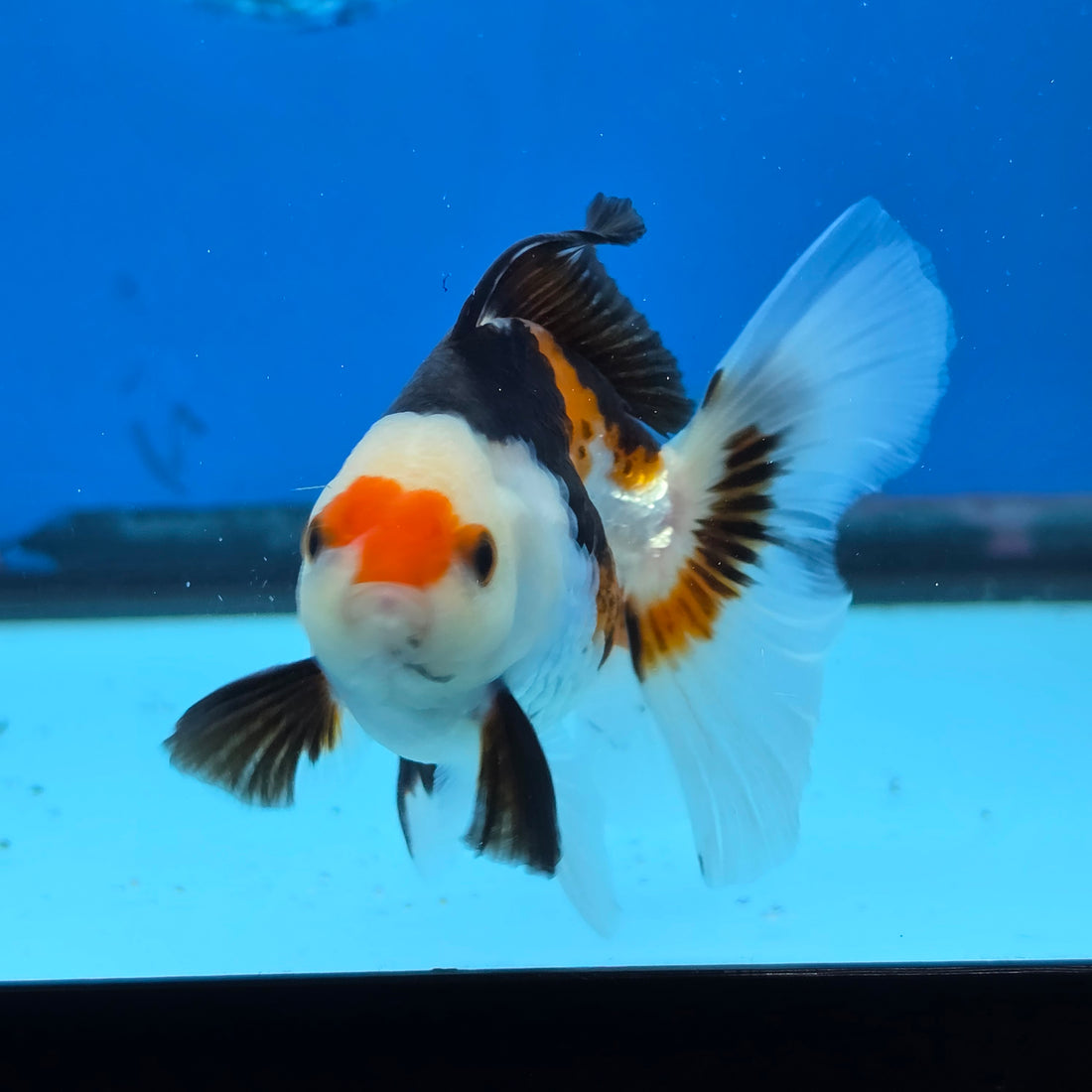 Thai Oranda Tri Color 3 in Body Male (FEB-522)R3A07