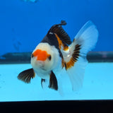 Thai Oranda Tri Color 3 in Body Male (FEB-522)R3A07