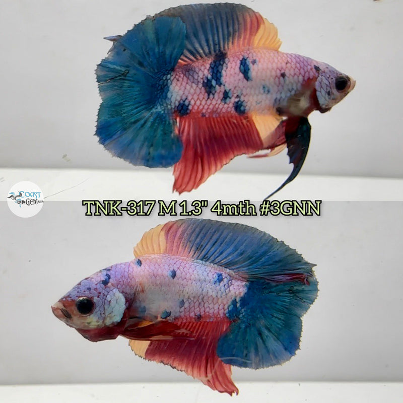 Live Male Betta Fancy Marble Doubletail Plakad (TNK-317) High quality what you see what you get!!