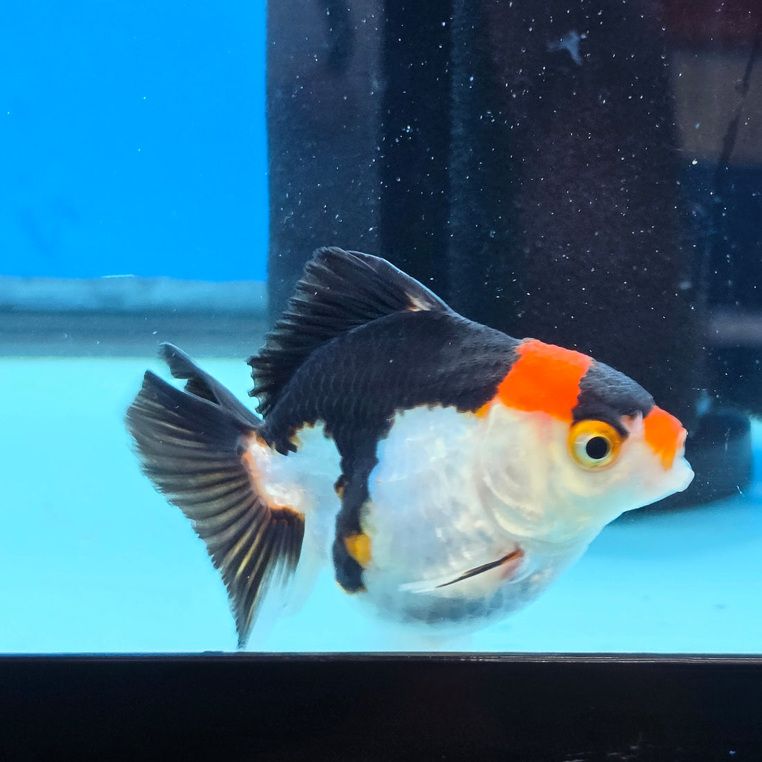 Thai Oranda Tri Color body breed 2.5" Body Female 6mths(FEB-566)R3B22