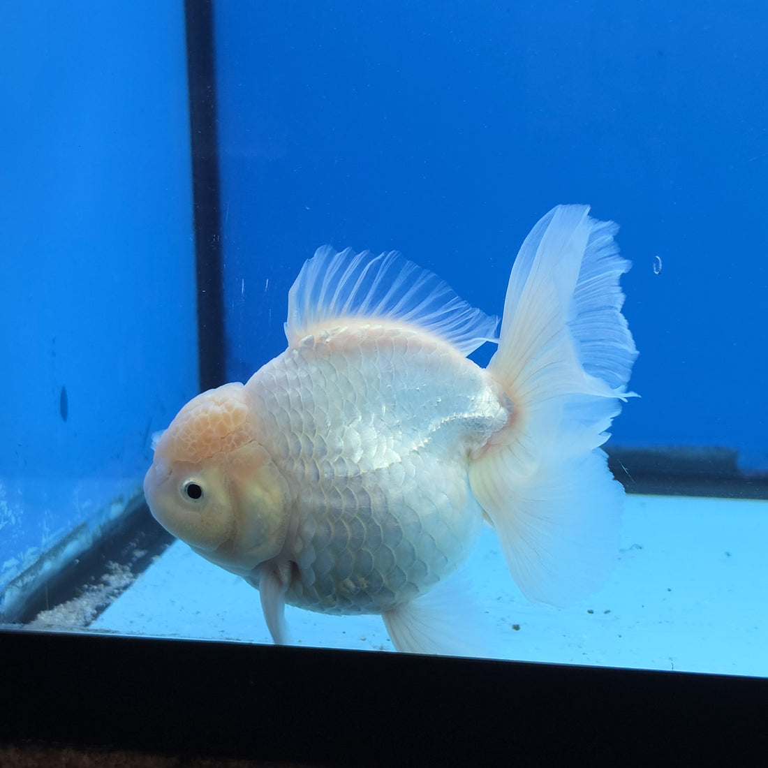 Thai Oranda White Platinum 4.5 in Body Female (FEB-520)R3A08