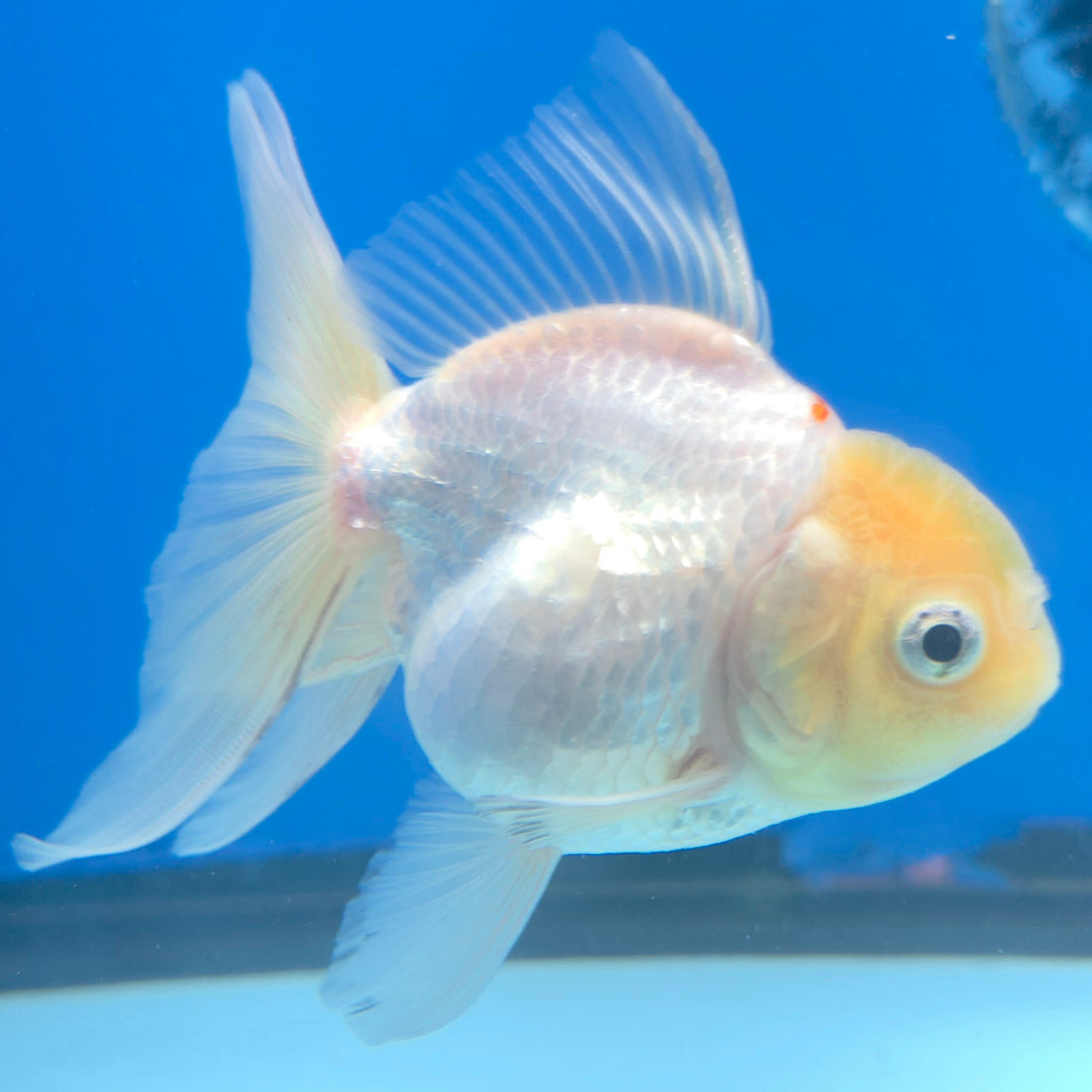Thai Oranda Lemonhead 3” Male(FEB-638)R3B15