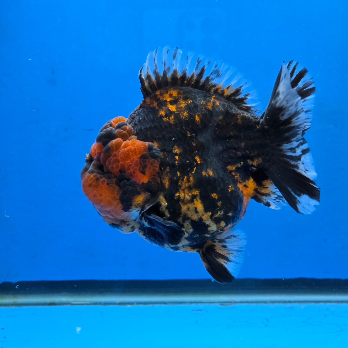 Thai Oranda Black Tiger Godzilla 4” Body Male (G-FEB-102)BlueTubB