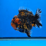 Thai Oranda Black Tiger Godzilla 4” Body Male (G-FEB-102)BlueTubB