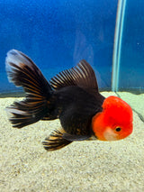 Thai Oranda Apache 3in Female (FEB-497)R2B07