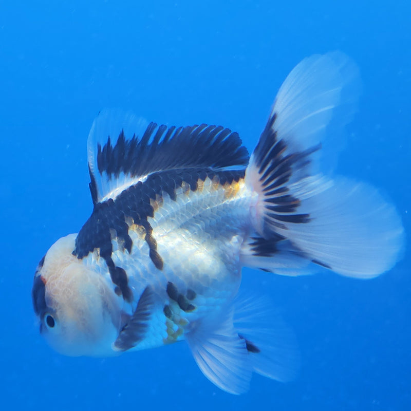 Thai Oranda Tri-Color 2.5in Male (FEB-197)R3B07