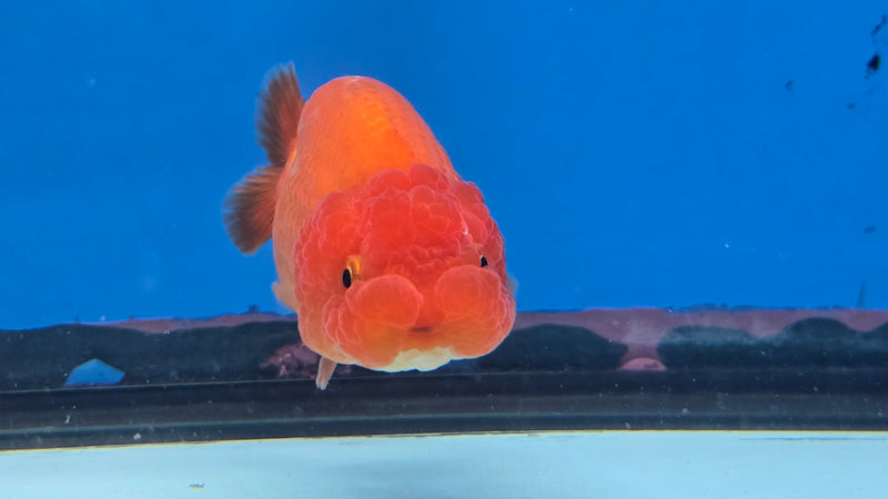 Thai Red/White Lionchu Ranchu 2.75 inch Body Male (NNN-2083)R4C07