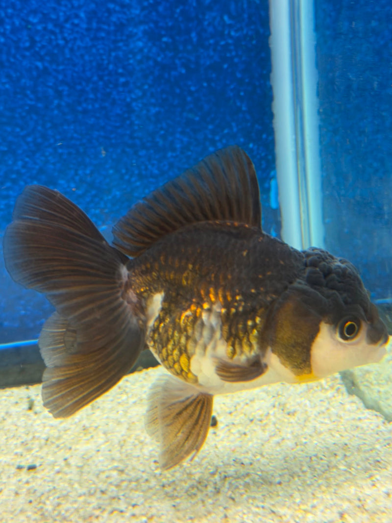 Thai Oranda Panda 2.5in Female (FEB-475)R3A13