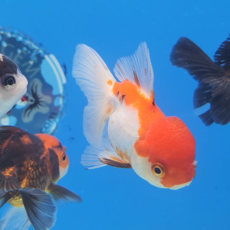 Thai Oranda Red & White  2.5 F (FEB-179)R3A07