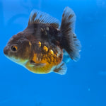 Thai Oranda Bronze Sakura Shogun Farm 2.8" Body Female 6mths(FEB-577)R3B02