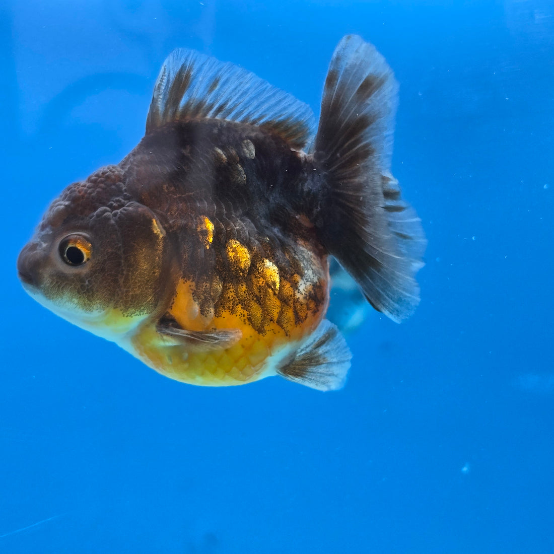 Thai Oranda Bronze Sakura Shogun Farm 2.8" Body Female 6mths(FEB-577)R3B02
