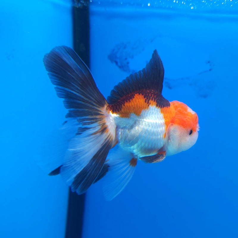 Thai Oranda Tri-Color 2.5” Male (FEB-261)R3B18