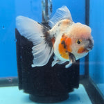 Thai Oranda Lemon Head Calico Shogun Farm 3.5" Body male 8mths(FEB-578A)R3B02