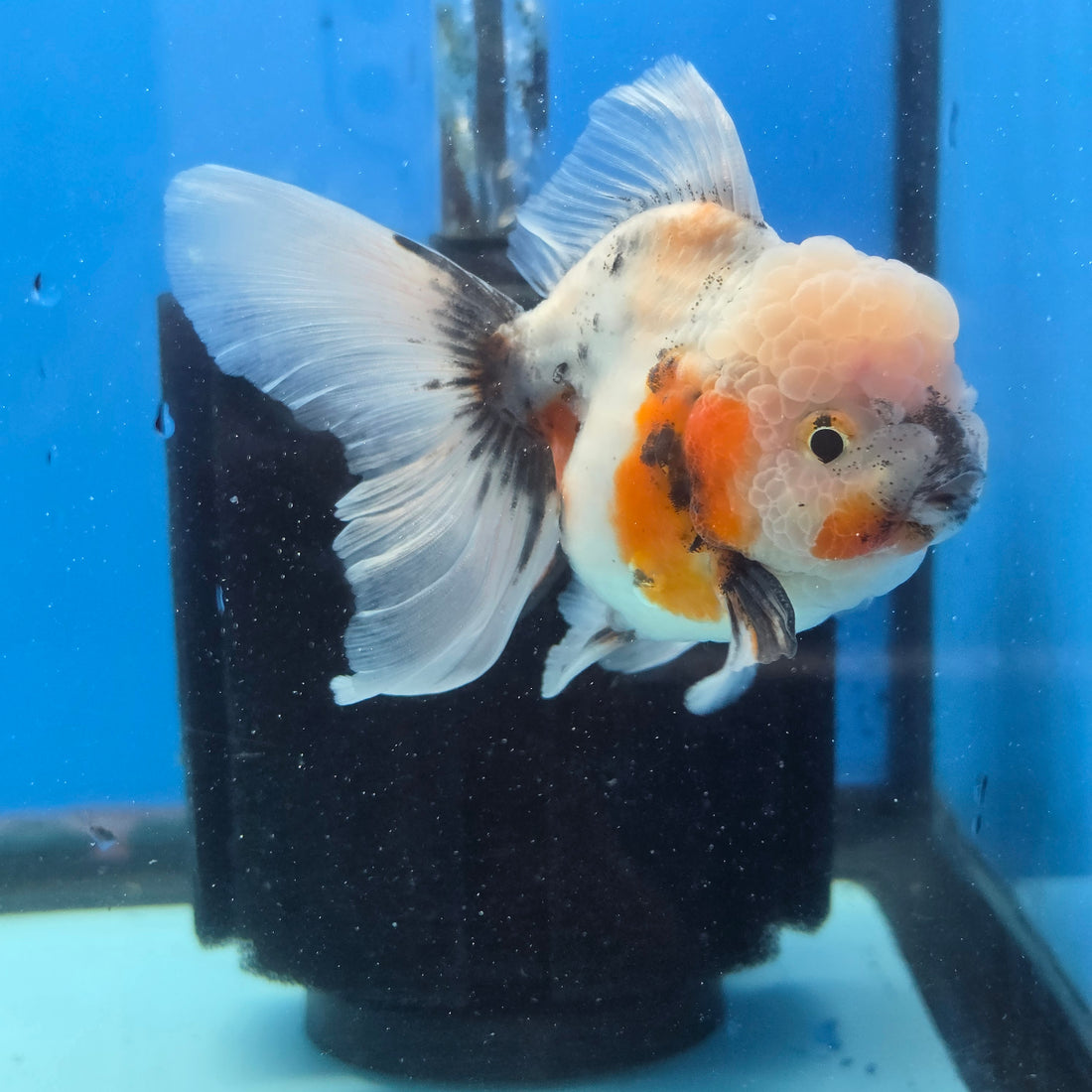 Thai Oranda Lemon Head Calico Shogun Farm 3.5" Body male 8mths(FEB-578A)R3B02