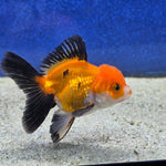 Thai Oranda Apache 2.5” male(FEB-653)R3B21