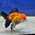 Thai Oranda Apache 2.5” male(FEB-653)R3B21