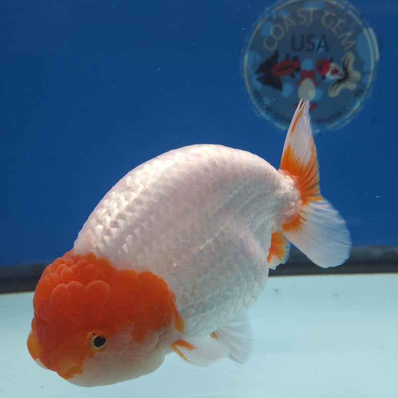 Thai Ranchu Red & White 4in Female (FEB-336)SHOWTANK2