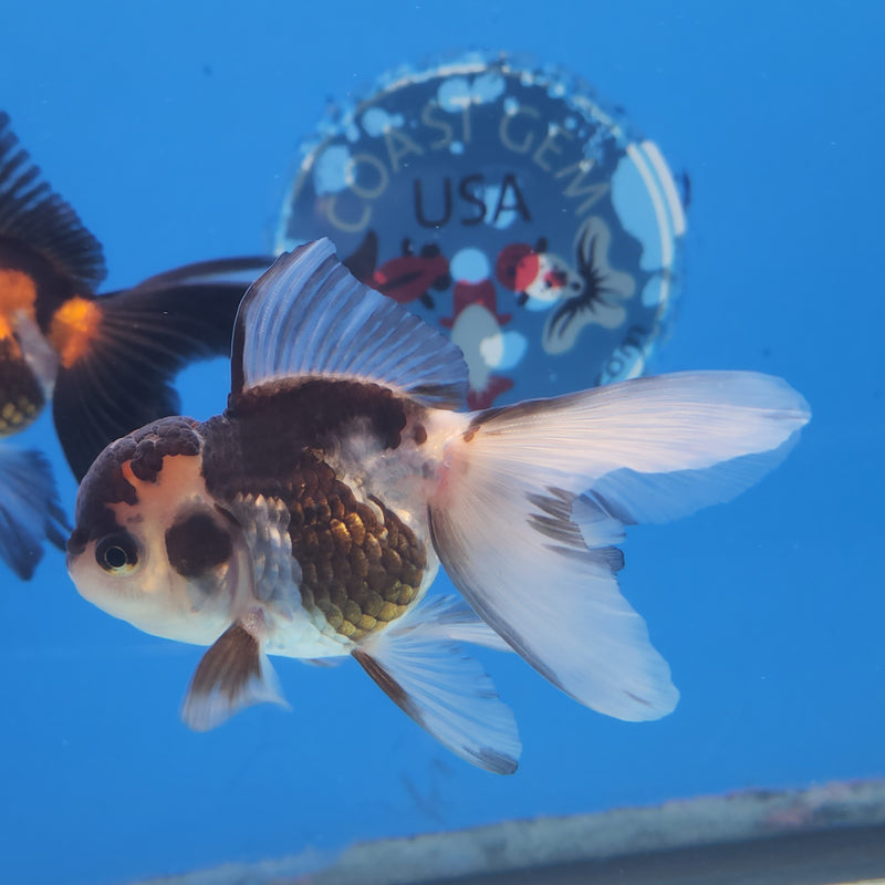 Thai Oranda Panda Tri-Color 2.5 F (FEB-184)R3A07