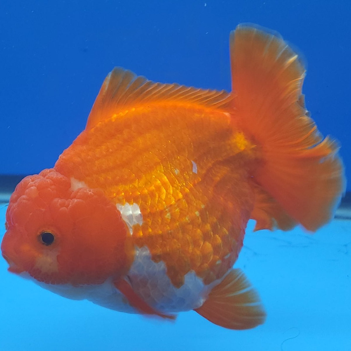 Thai Jumbo Oranda Red & White 4.5in Female (FEB-229)R2A16