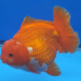 Thai Jumbo Oranda Red & White 4.5in Female (FEB-229)R2A16