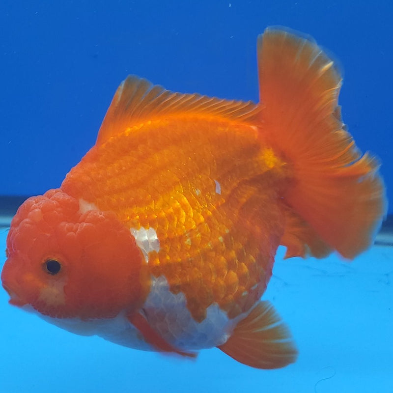 Thai Jumbo Oranda Red & White 4.5in Female (FEB-229)BLUETUB1