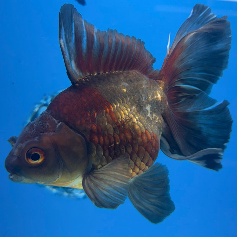 Thai Oranda Copper Silver JUMBO  4.5” Body Female(FEB-381)