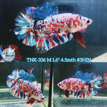 Live Male Betta Red Galaxy Stardust Plakad (TNK-336) High quality what you see what you get!!