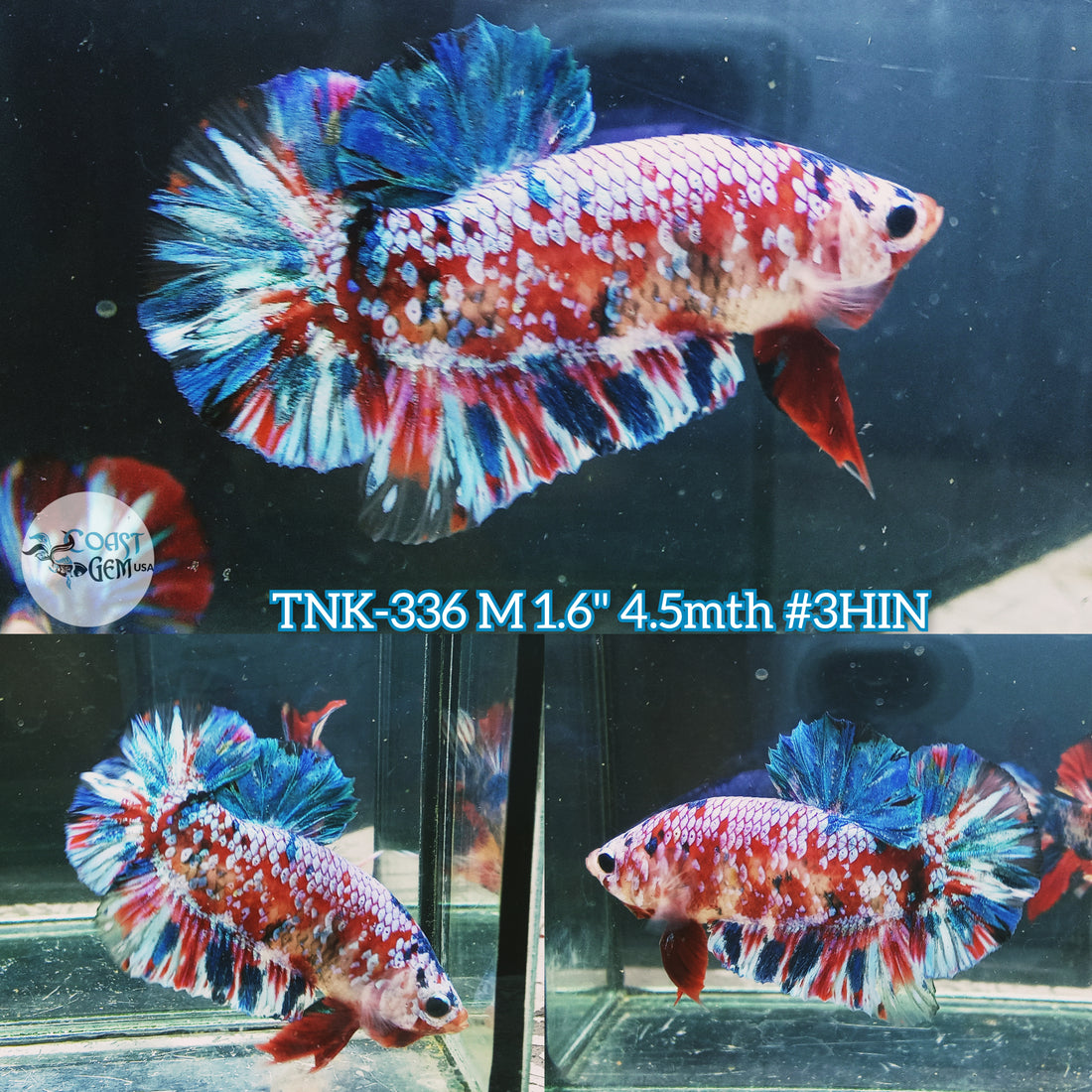 Live Male Betta Red Galaxy Stardust Plakad (TNK-336) High quality what you see what you get!!