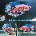 Live Male Betta Red Galaxy Stardust Plakad (TNK-336) High quality what you see what you get!!