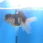 Thai Oranda Tri-Color 2.5” Female(FEB-670)R3B03