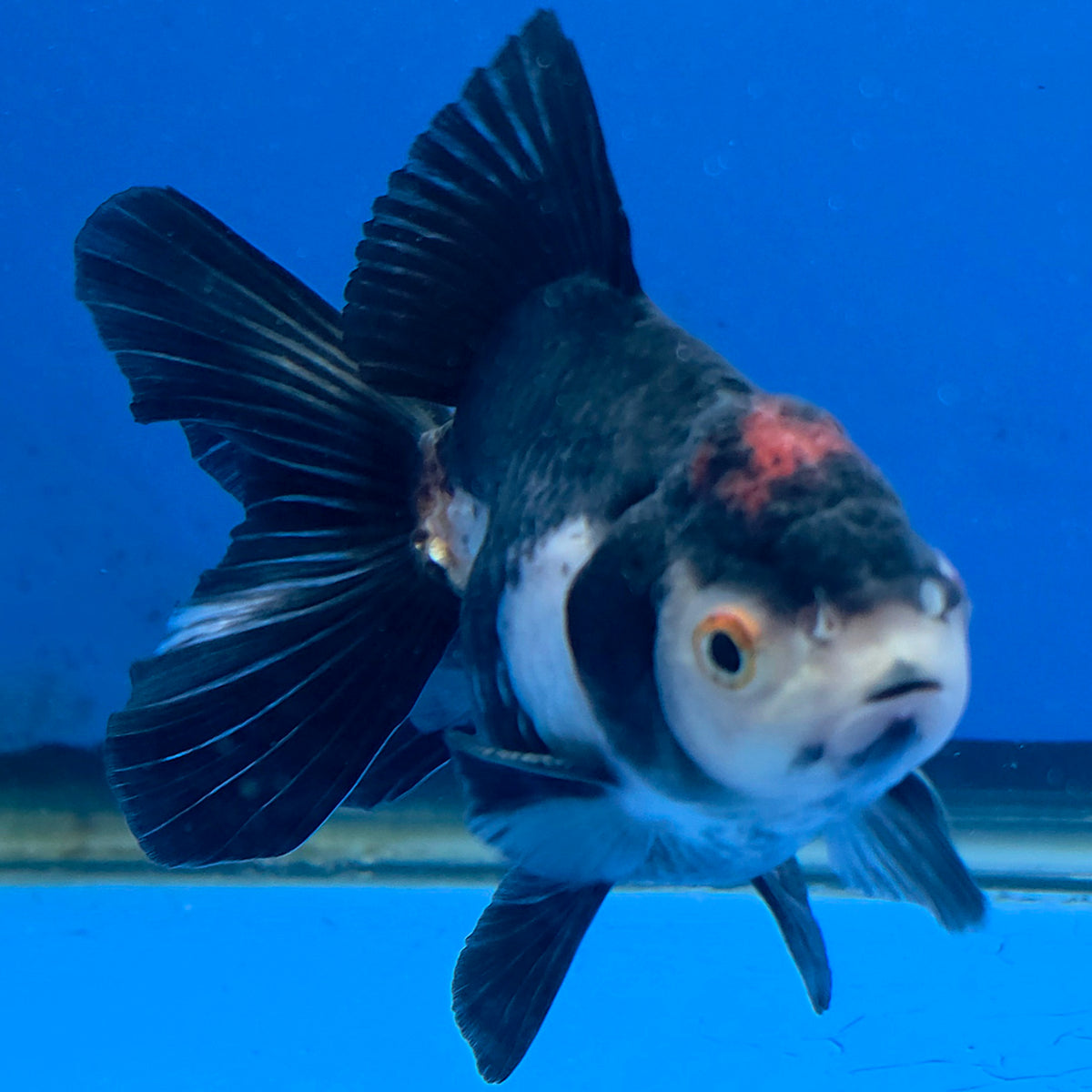 Thai Oranda Red Cap Panda 3.25” Male(FEB-889)R2B09