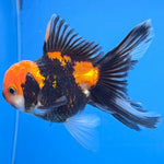 Thai Oranda Tri-Color 2in Male (FEB-551)R3B17
