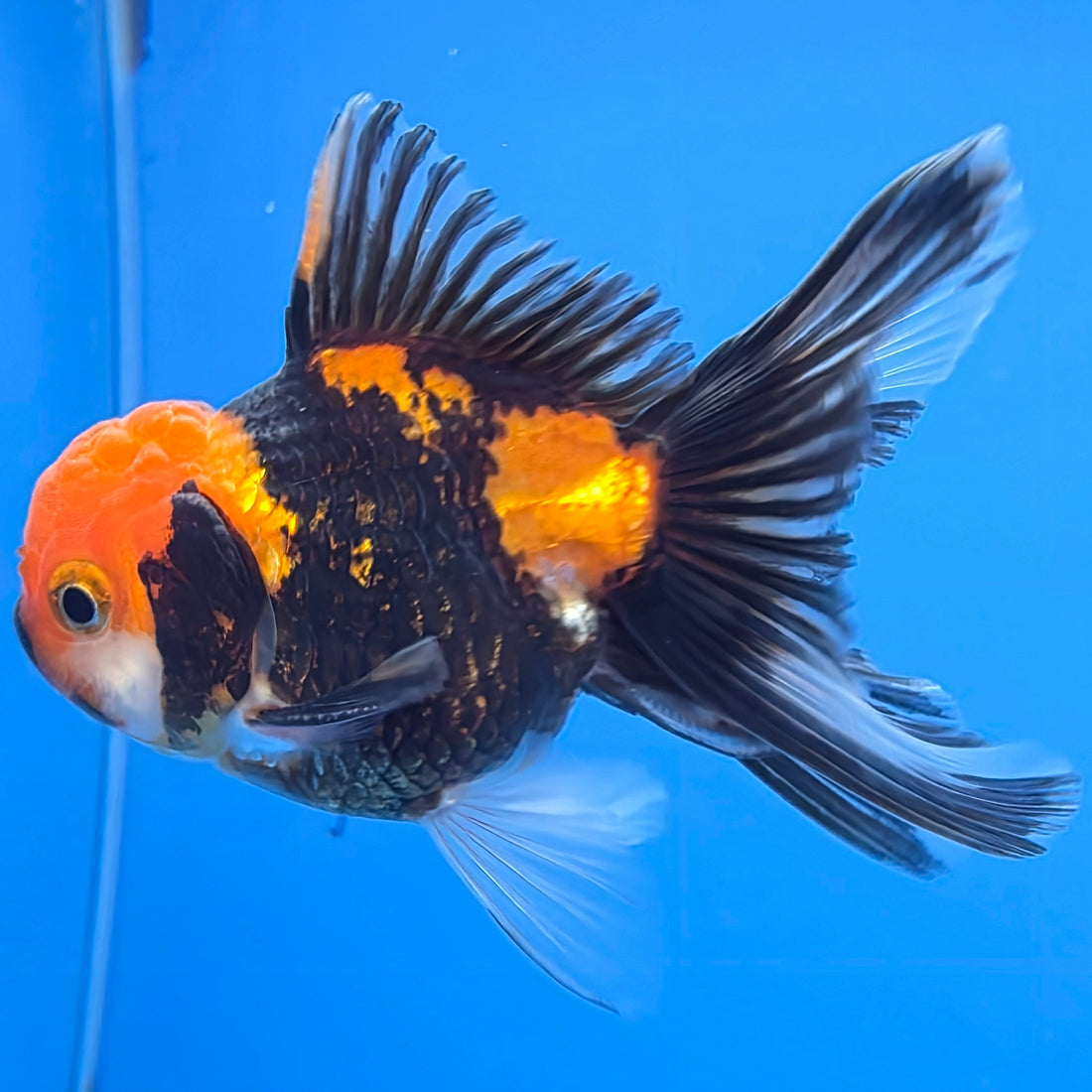Thai Oranda Tri-Color 2in Male (FEB-551)R3B17