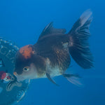 Thai Oranda Red Cap Panda 3.5” Female(FEB-708)R1A07