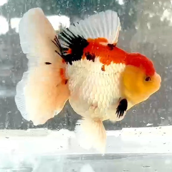 Thai Premium Tri Color Orchid Tail Oranda 4.00 inch Body (QGF-JO1137)BLUETUB1