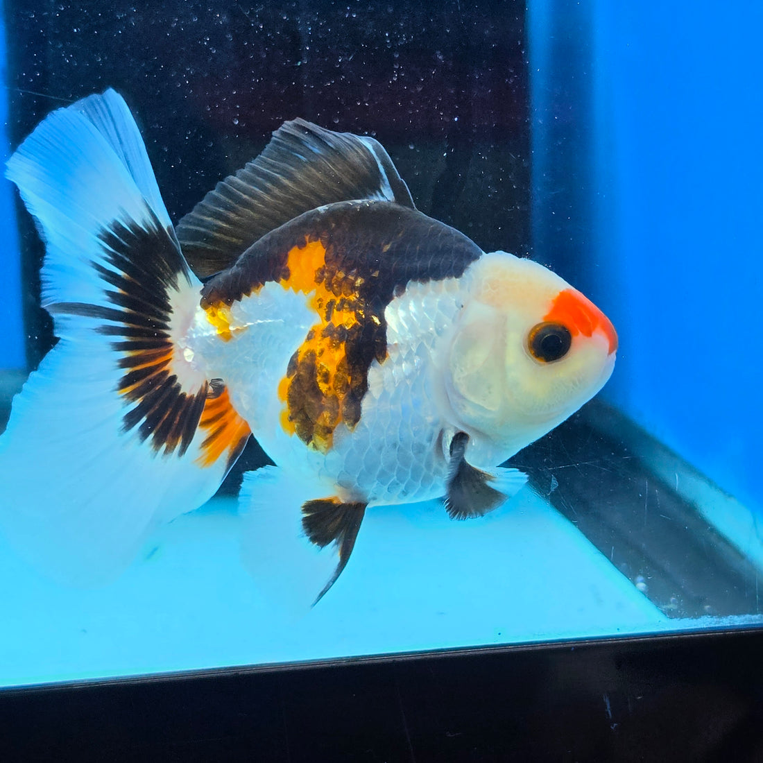 Thai Oranda Tri Color 3 in Body Male (FEB-522)R3A07